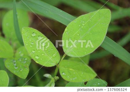 癒合綠色 137606324