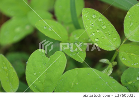 癒合綠色 137606325