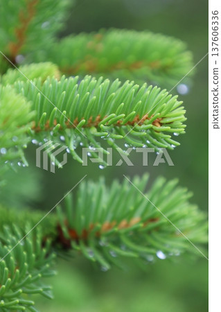 Healing green Healing green 137606336