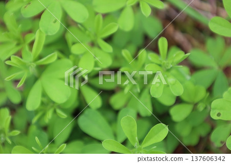 Healing green Healing green 137606342