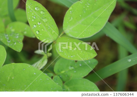 Healing green 137606344