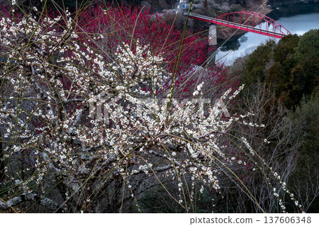 Tsukigase Baikei Early morning Plum blossoms in full bloom Nara Prefecture Tsukigase Baikei Early morning Plum blossoms in full bloom Nara Prefecture 137606348