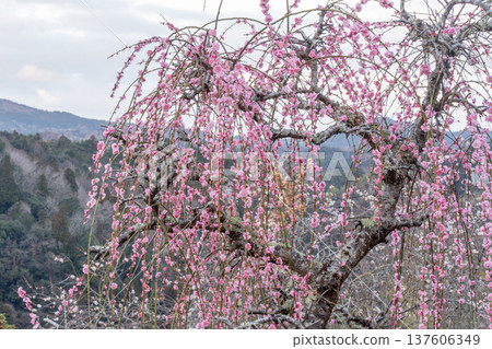 Tsukigase Baikei Early morning Plum blossoms in full bloom Nara Prefecture Tsukigase Baikei Early morning Plum blossoms in full bloom Nara Prefecture 137606349