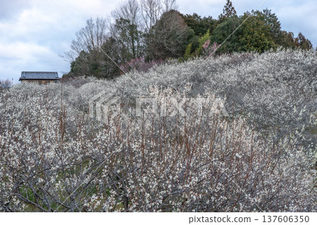 Tsukigase Baikei Early morning Plum blossoms in full bloom Nara Prefecture Tsukigase Baikei Early morning Plum blossoms in full bloom Nara Prefecture 137606350