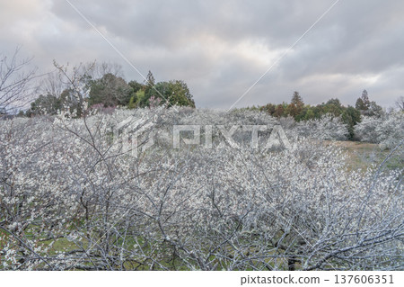 Tsukigase Baikei Early morning Plum blossoms in full bloom Nara Prefecture Tsukigase Baikei Early morning Plum blossoms in full bloom Nara Prefecture 137606351