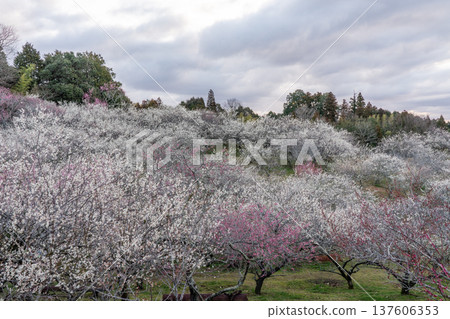 Tsukigase Baikei Early morning Plum blossoms in full bloom Nara Prefecture Tsukigase Baikei Early morning Plum blossoms in full bloom Nara Prefecture 137606353