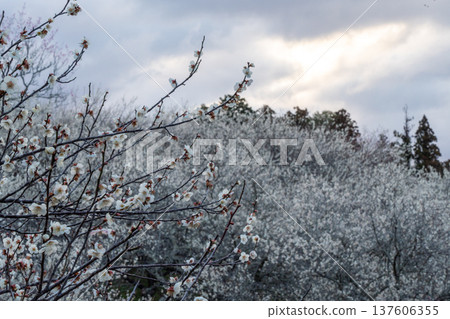 月瀨梅溪 清晨的梅花盛開 奈良縣 137606355