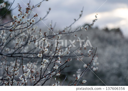 月瀨梅溪 清晨的梅花盛開 奈良縣 月瀨梅溪 清晨的梅花盛開 奈良縣 137606356