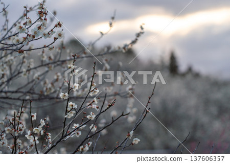 Tsukigase Baikei Early morning Plum blossoms in full bloom Nara Prefecture Tsukigase Baikei Early morning Plum blossoms in full bloom Nara Prefecture 137606357