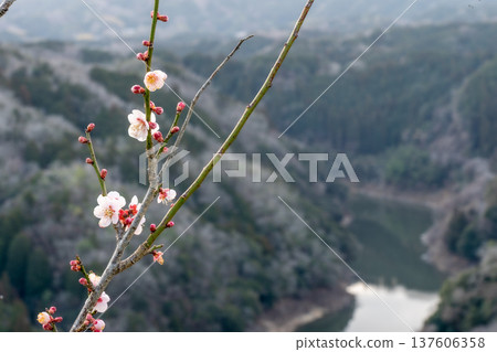 Tsukigase Baikei Early morning Plum blossoms in full bloom Nara Prefecture Tsukigase Baikei Early morning Plum blossoms in full bloom Nara Prefecture 137606358