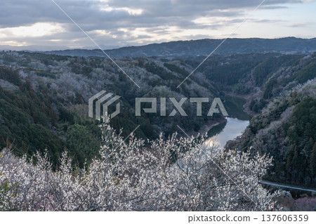 月瀨梅溪 清晨的梅花盛開 奈良縣 137606359