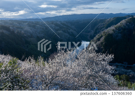 月瀨梅溪 清晨的梅花盛開 奈良縣 137606360