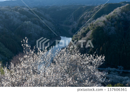 Tsukigase Baikei Early morning Plum blossoms in full bloom Nara Prefecture Tsukigase Baikei Early morning Plum blossoms in full bloom Nara Prefecture 137606361