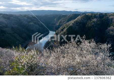 Tsukigase Baikei Early morning Plum blossoms in full bloom Nara Prefecture Tsukigase Baikei Early morning Plum blossoms in full bloom Nara Prefecture 137606362
