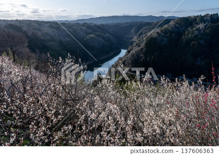 Tsukigase Baikei Early morning Plum blossoms in full bloom Nara Prefecture Tsukigase Baikei Early morning Plum blossoms in full bloom Nara Prefecture 137606363
