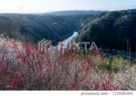Tsukigase Baikei Early morning Plum blossoms in full bloom Nara Prefecture 137606364