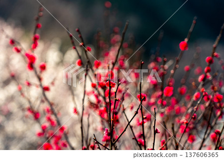 月瀨梅溪 清晨的梅花盛開 奈良縣 137606365