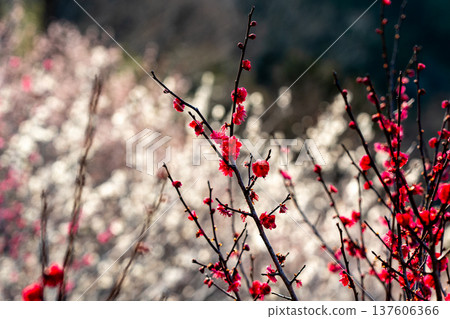 月瀨梅溪 清晨的梅花盛開 奈良縣 137606366