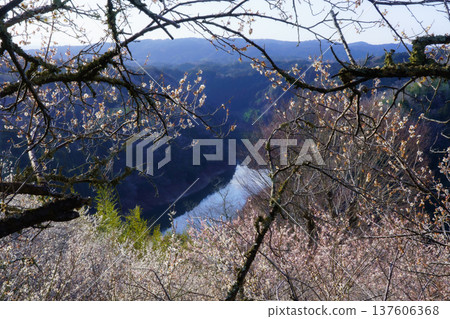 Tsukigase Baikei Early morning Plum blossoms in full bloom Nara Prefecture Tsukigase Baikei Early morning Plum blossoms in full bloom Nara Prefecture 137606368