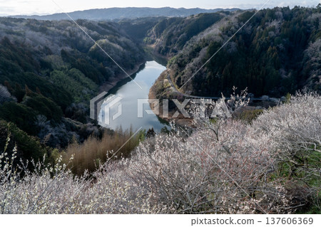 Tsukigase Baikei Early morning Plum blossoms in full bloom Nara Prefecture Tsukigase Baikei Early morning Plum blossoms in full bloom Nara Prefecture 137606369