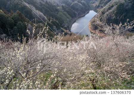 月瀨梅溪 清晨的梅花盛開 奈良縣 137606370