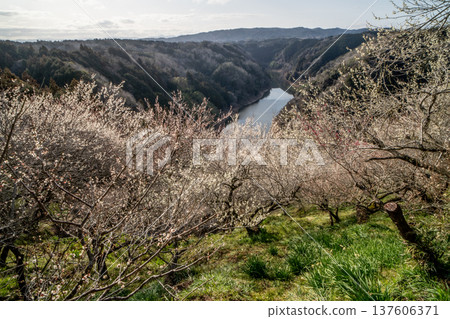 Tsukigase Baikei Early morning Plum blossoms in full bloom Nara Prefecture Tsukigase Baikei Early morning Plum blossoms in full bloom Nara Prefecture 137606371