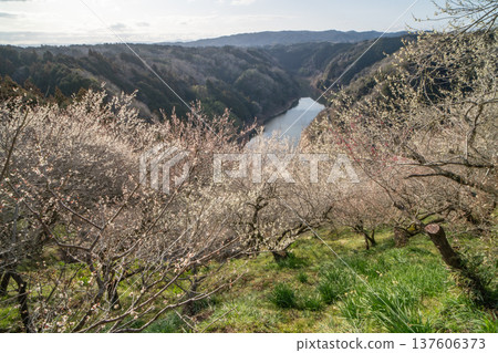Tsukigase Baikei Early morning Plum blossoms in full bloom Nara Prefecture Tsukigase Baikei Early morning Plum blossoms in full bloom Nara Prefecture 137606373
