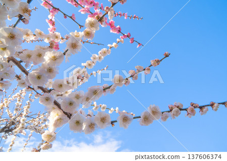 Tsukigase Baikei Early morning Plum blossoms in full bloom Nara Prefecture 137606374