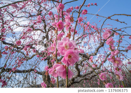 Tsukigase Baikei Early morning Plum blossoms in full bloom Nara Prefecture Tsukigase Baikei Early morning Plum blossoms in full bloom Nara Prefecture 137606375