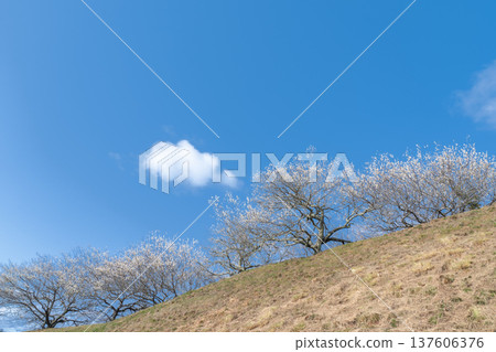 Tsukigase Baikei Early morning Plum blossoms in full bloom Nara Prefecture Tsukigase Baikei Early morning Plum blossoms in full bloom Nara Prefecture 137606376