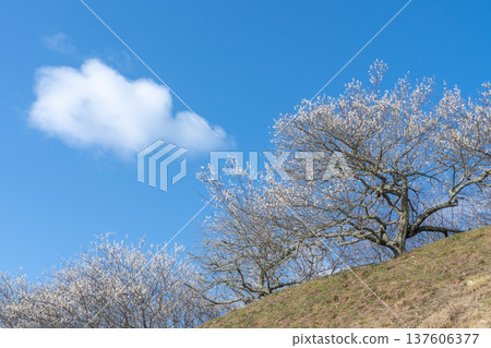 月瀨梅溪 清晨的梅花盛開 奈良縣 137606377