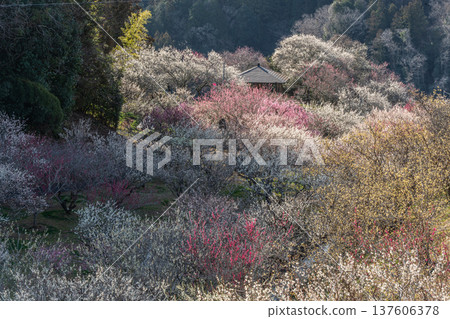 Tsukigase Baikei Early morning Plum blossoms in full bloom Nara Prefecture Tsukigase Baikei Early morning Plum blossoms in full bloom Nara Prefecture 137606378