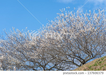 Tsukigase Baikei Early morning Plum blossoms in full bloom Nara Prefecture Tsukigase Baikei Early morning Plum blossoms in full bloom Nara Prefecture 137606379