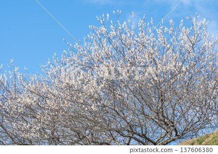 Tsukigase Baikei Early morning Plum blossoms in full bloom Nara Prefecture Tsukigase Baikei Early morning Plum blossoms in full bloom Nara Prefecture 137606380