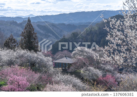 Tsukigase Baikei Early morning Plum blossoms in full bloom Nara Prefecture Tsukigase Baikei Early morning Plum blossoms in full bloom Nara Prefecture 137606381