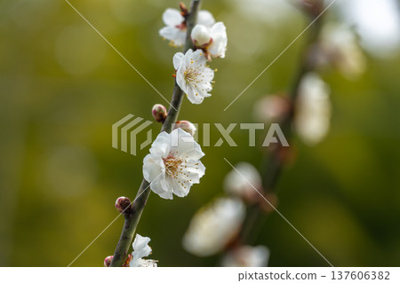 Tsukigase Baikei Early morning Plum blossoms in full bloom Nara Prefecture Tsukigase Baikei Early morning Plum blossoms in full bloom Nara Prefecture 137606382