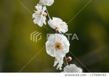 Tsukigase Baikei Early morning Plum blossoms in full bloom Nara Prefecture Tsukigase Baikei Early morning Plum blossoms in full bloom Nara Prefecture 137606383