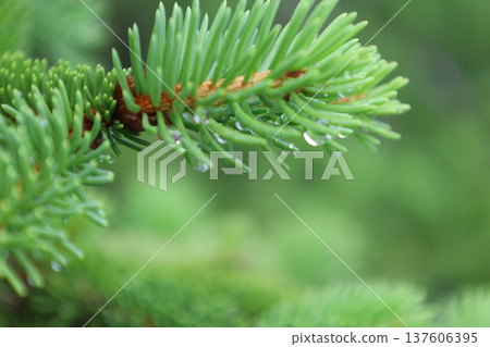 Healing green Healing green 137606395