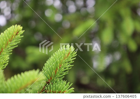 Healing green 137606405