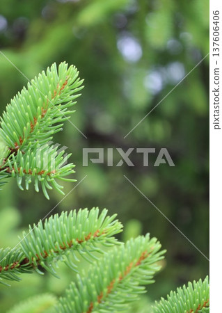 Healing green 137606406