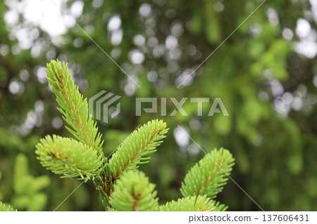 癒合綠色 137606431