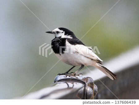 A white wagtail resting on the railing of a bridge A white wagtail resting on the railing of a bridge 137606439
