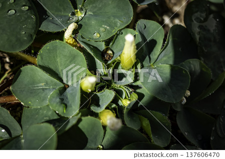 沾滿夜露的酢漿草花 沾滿夜露的酢漿草花 137606470