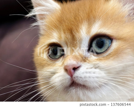 Cute orange and white cat with large green eyes looking directly at the camera while sitting on a dark surface during the day Cute orange and white cat with large green eyes looking directly at the camera while sitting on a dark surface during the day 137606544