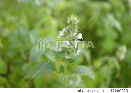 Thai lemon basil blooming on bunch. 137606583