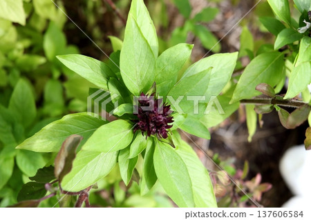 Top view flowers and leaves of sweet basil. Top view flowers and leaves of sweet basil. 137606584