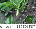 Custard apple flower on branch. 137606587