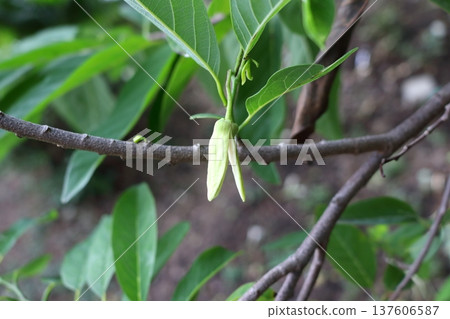 Custard apple flower on branch. Custard apple flower on branch. 137606587