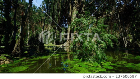 ancient swamp with towering trees and exposed roots, dark water accented by green growth, immersive wild atmosphere ideal for documentary, conservation 137606597