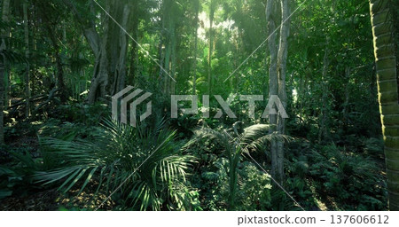 Radiant forest clearing with sunlit understory and soft fern growth, warm glow through canopy, tranquil atmosphere ideal for retreat, wellness imagery Radiant forest clearing with sunlit understory and soft fern growth, warm glow through canopy, tranquil atmosphere ideal for retreat, wellness imagery 137606612